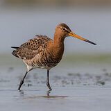 Black-tailed godwits